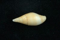 藏品(卡其色筆螺)的圖片